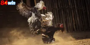 Đá gà cựa dao