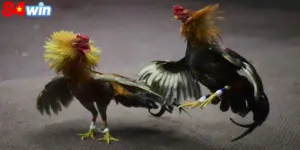 Đá gà đòn