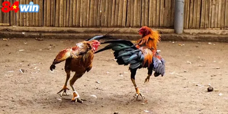 Hướng dẫn chăm gà siêu chuẩn cho kê sư