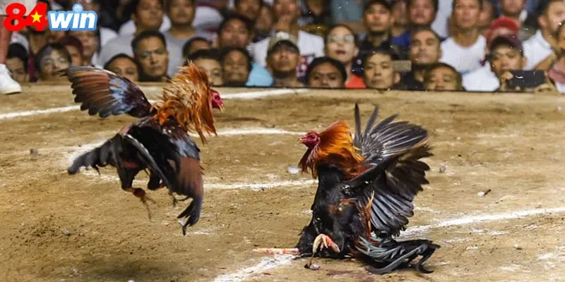 Khám phá đá gà cựa dao siêu thú vị