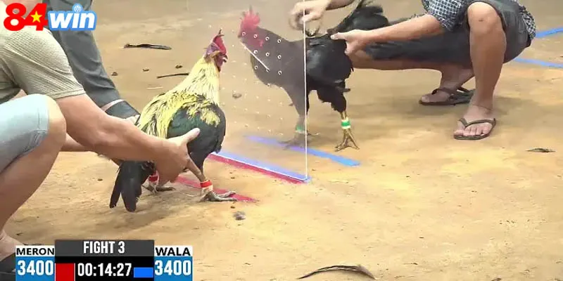 Những sới đá gà uy tín nên tham gia